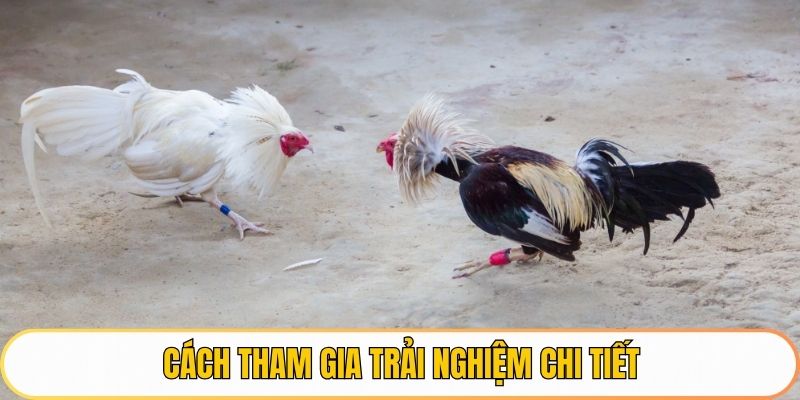 Cách tham gia trải nghiệm chi tiết