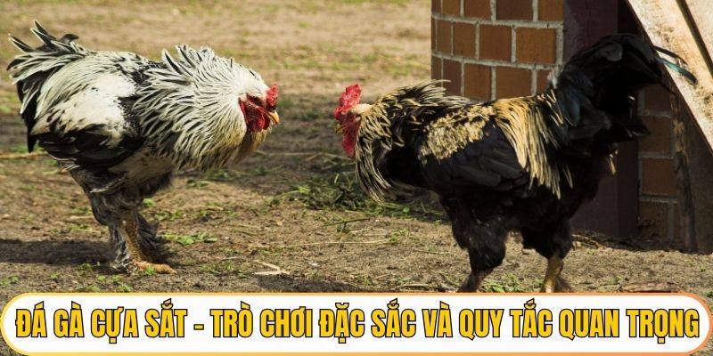 Đá gà cựa sắt qh88