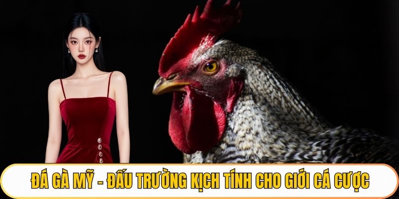 Đá gà mỹ Qh88