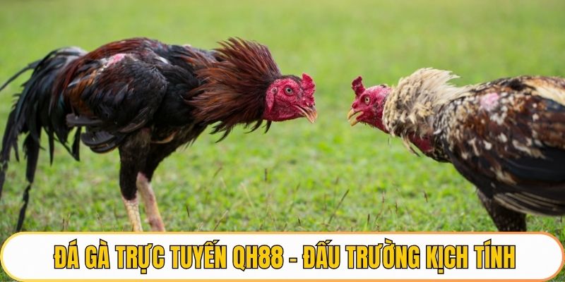 Đá gà trực tuyến Qh88