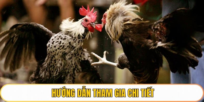Hướng dẫn tham gia chi tiết