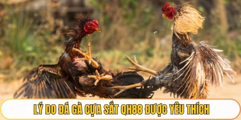 Lý do đá gà cựa sắt QH88 được yêu thích
