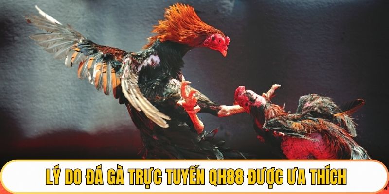 Lý do đá gà trực tuyến QH88 được ưa thích