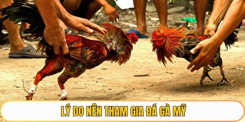Lý do tham gia đá gà Mỹ