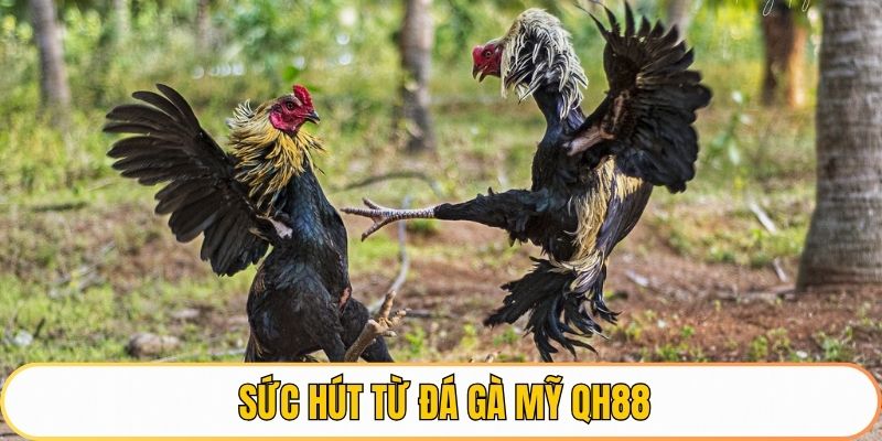Sức hút từ đá gà mỹ QH88