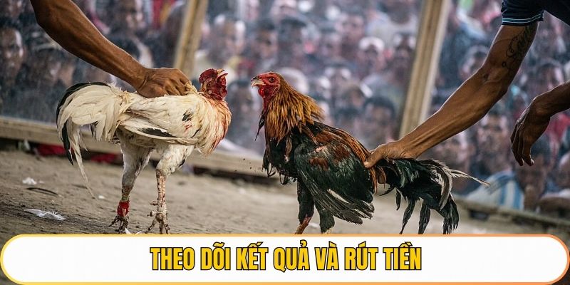 Theo dõi kết quả và rút tiền đá gà mỹ qh88