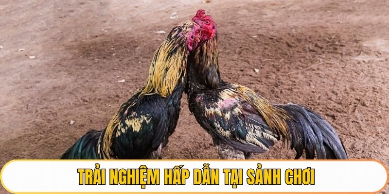 Trải nghiệm hấp dẫn tại sảnh chơi